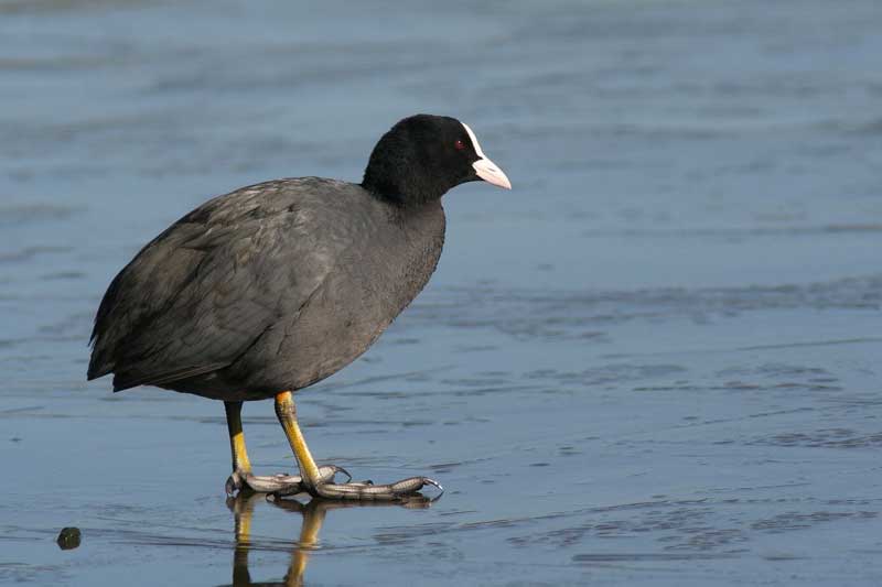   Bleßhuhn