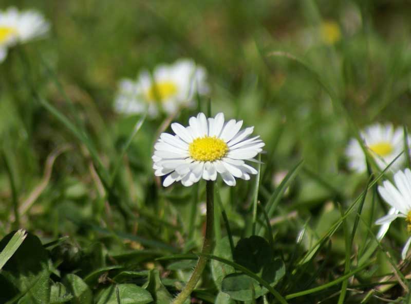   Gänseblümchen, 