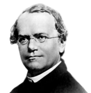 Mendel 