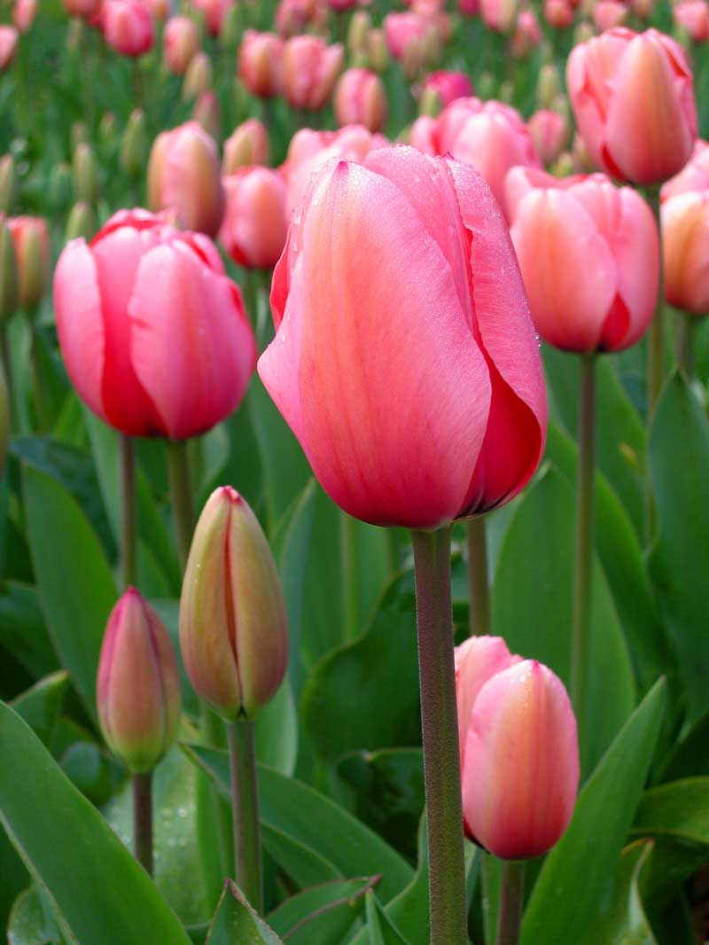   Tulpen