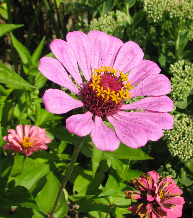   Zinnien